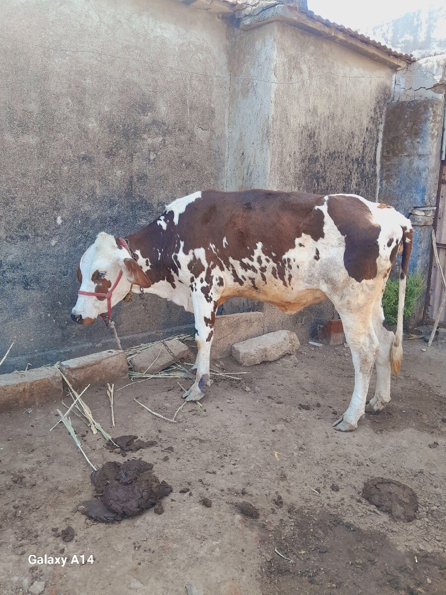 વૉડકી