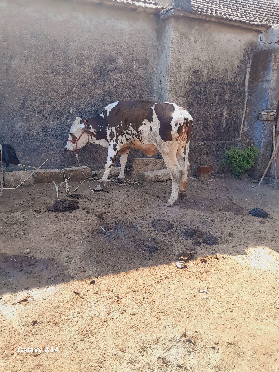 વૉડકી