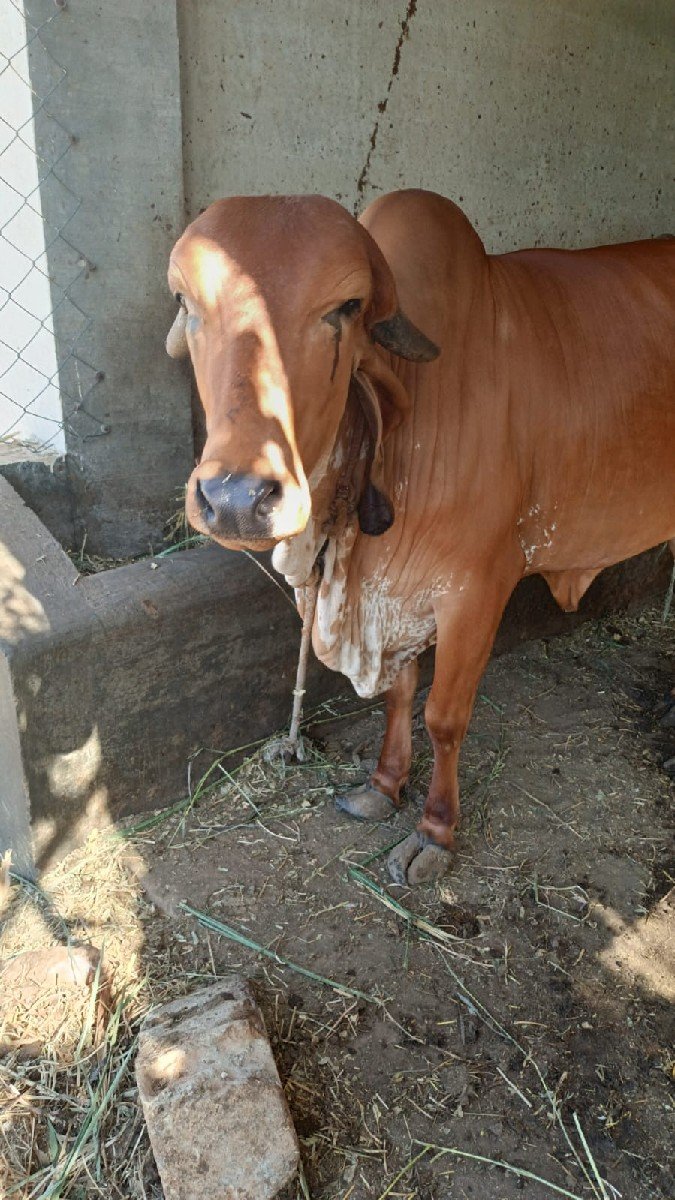 વાછડી વેચવાની છે.