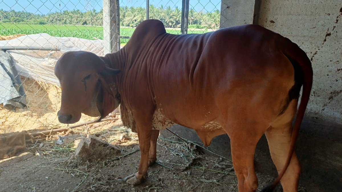 વાછડી વેચવાની છે.