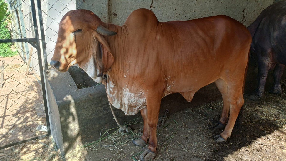 વાછડી વેચવાની છે.
