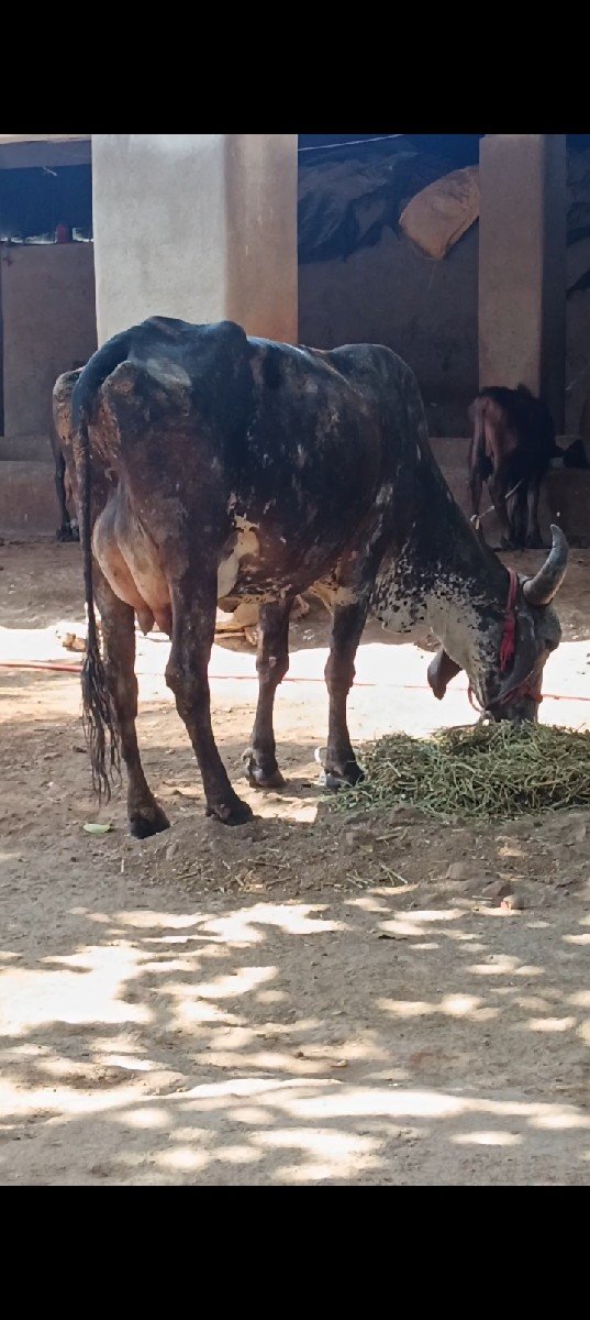 ગાય વેચવાની છે