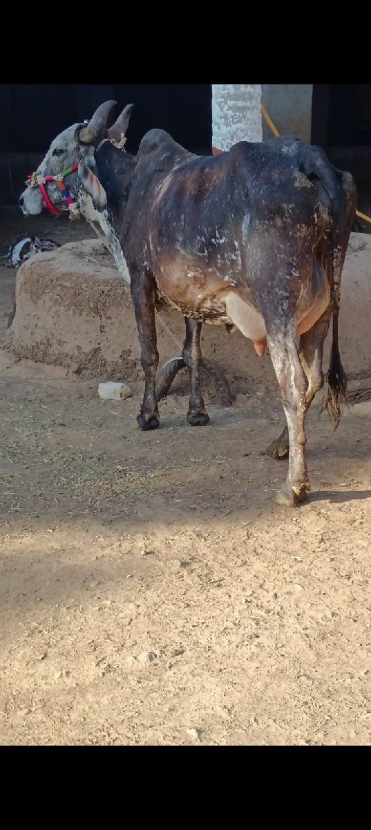 ગાય વેચવાની છે