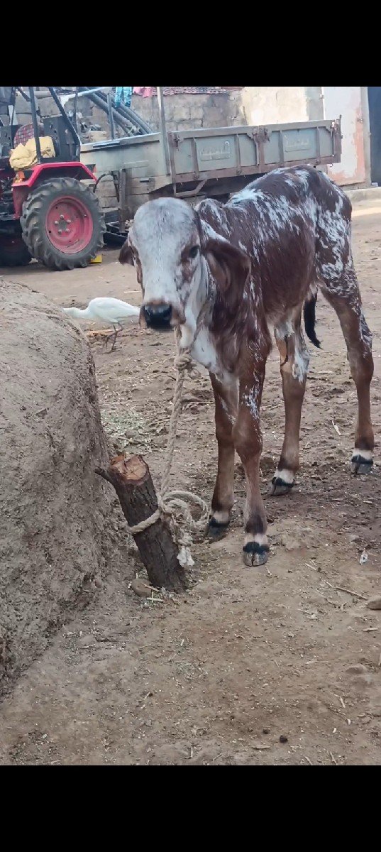 ગાય વેચવાની છે