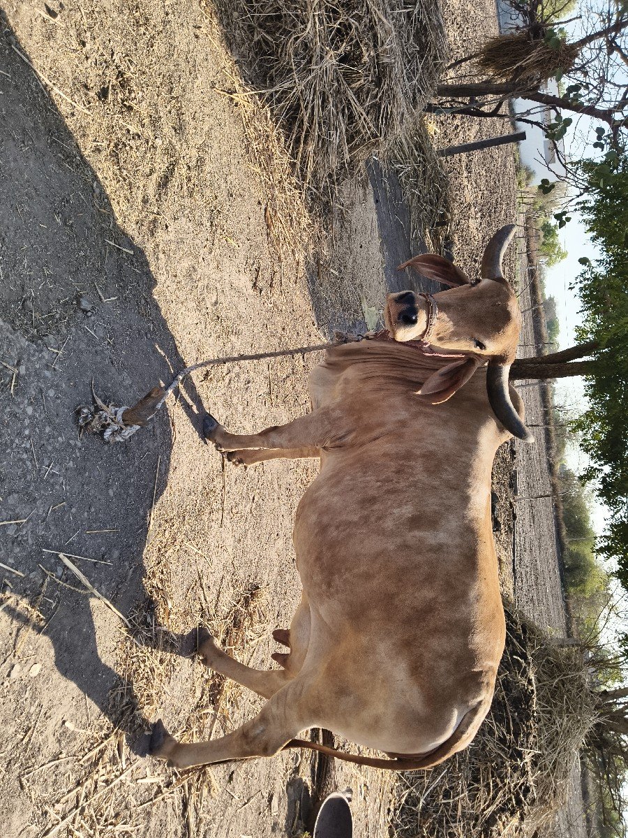 ગાય વેચવાની છે