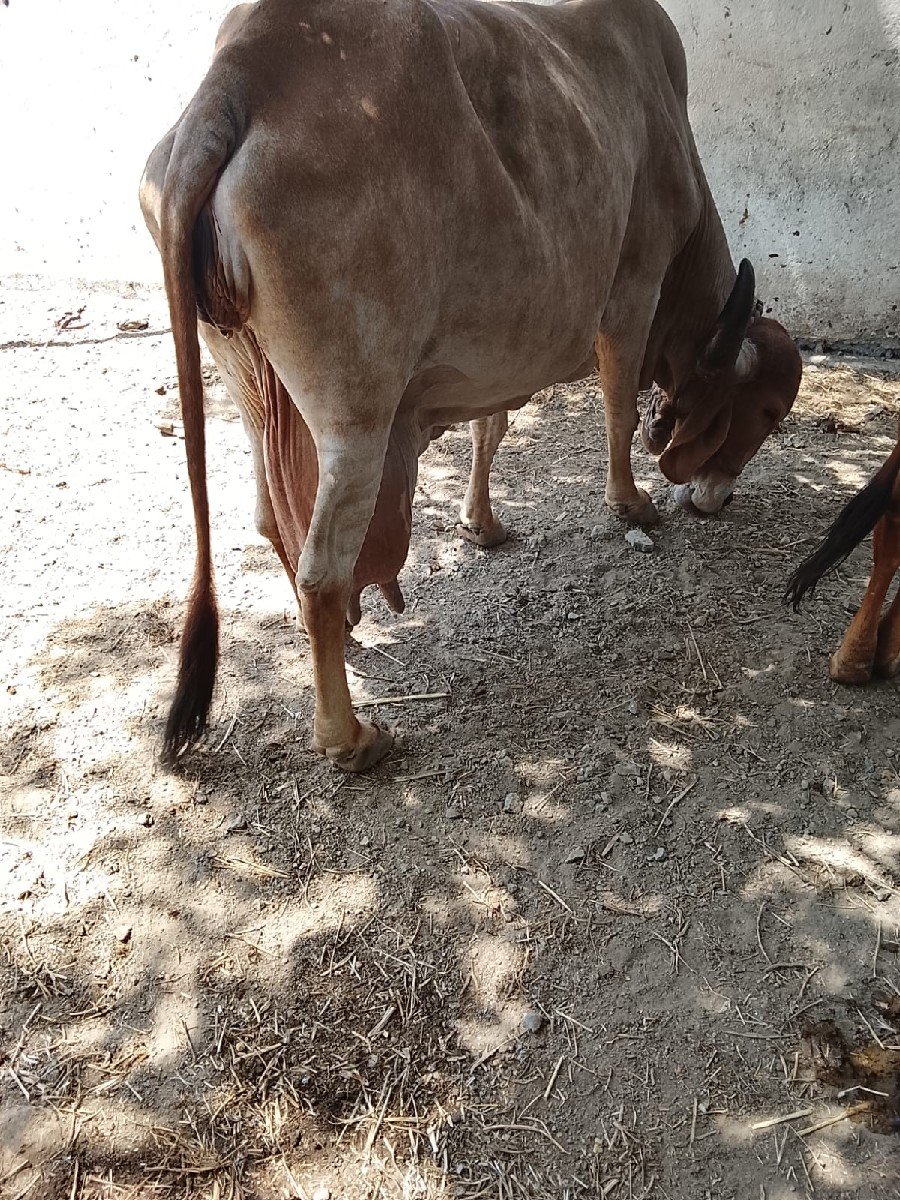 ગાય વેચવાની છે