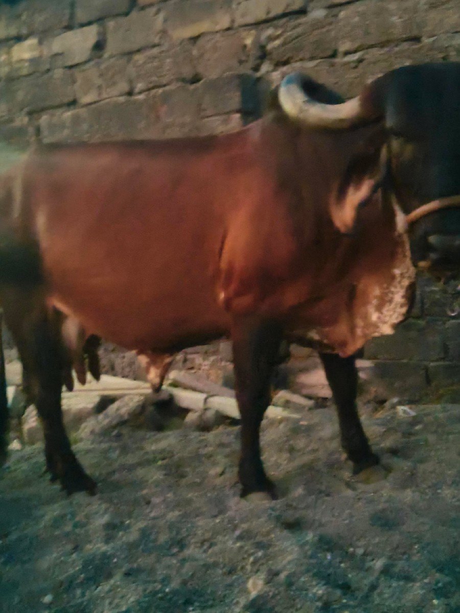ગાય વેચવાની છે