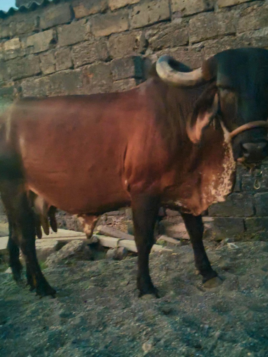 ગાય વેચવાની છે