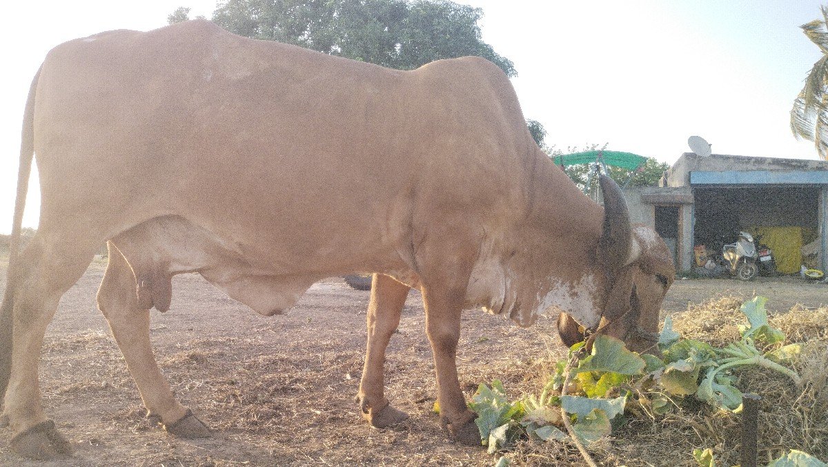 original gir gay aapvani