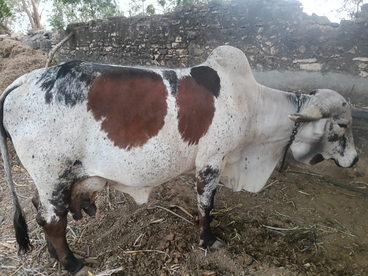 લીલડી ગાય