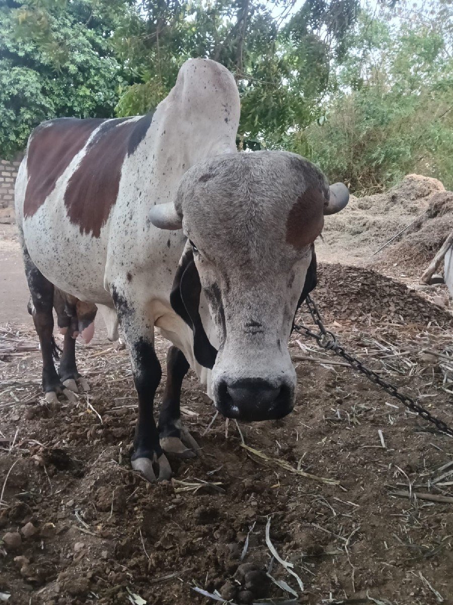 લીલડી ગાય