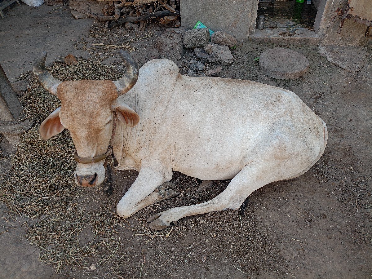 ગાય આપવા ની છે