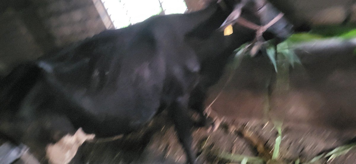 એસેફ હોડકી