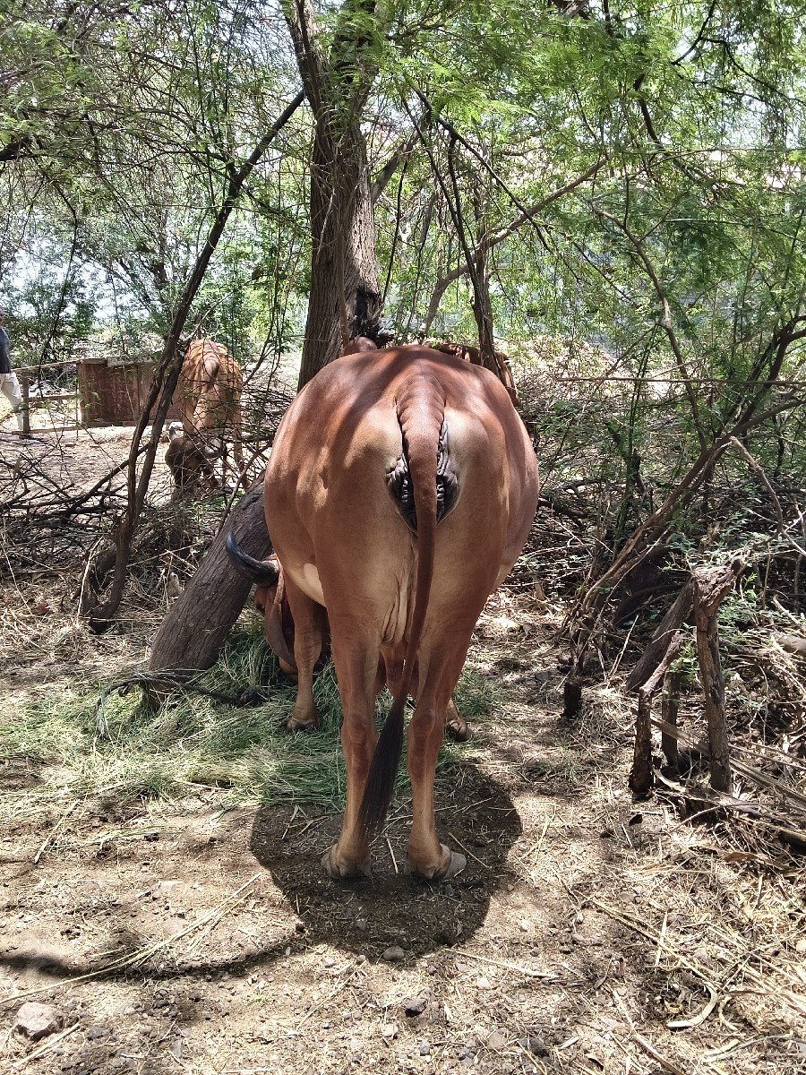 બીજું વેતર હોડકી