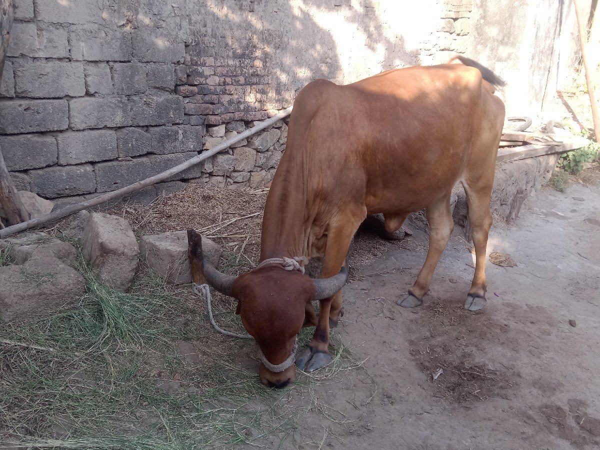હોડકી દેવાની છે એક મહિનો થયો છે
