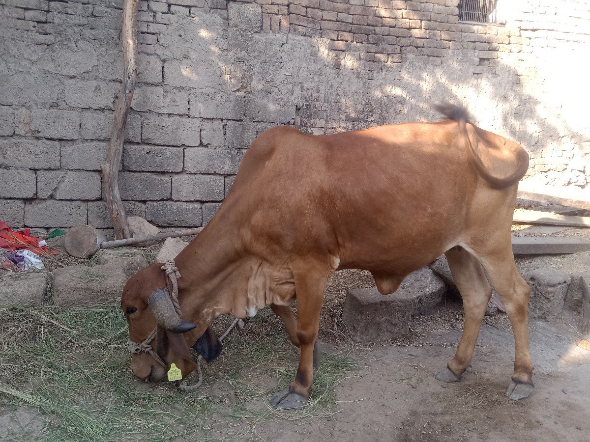હોડકી દેવાની છે એક મહિનો થયો છે