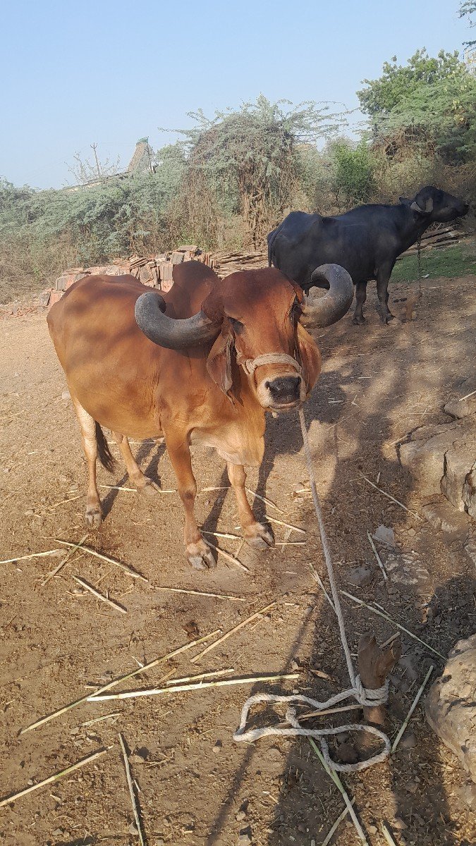 ગાય વેચવાની છે