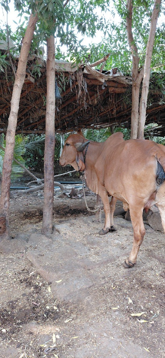 ગીર હોડકી