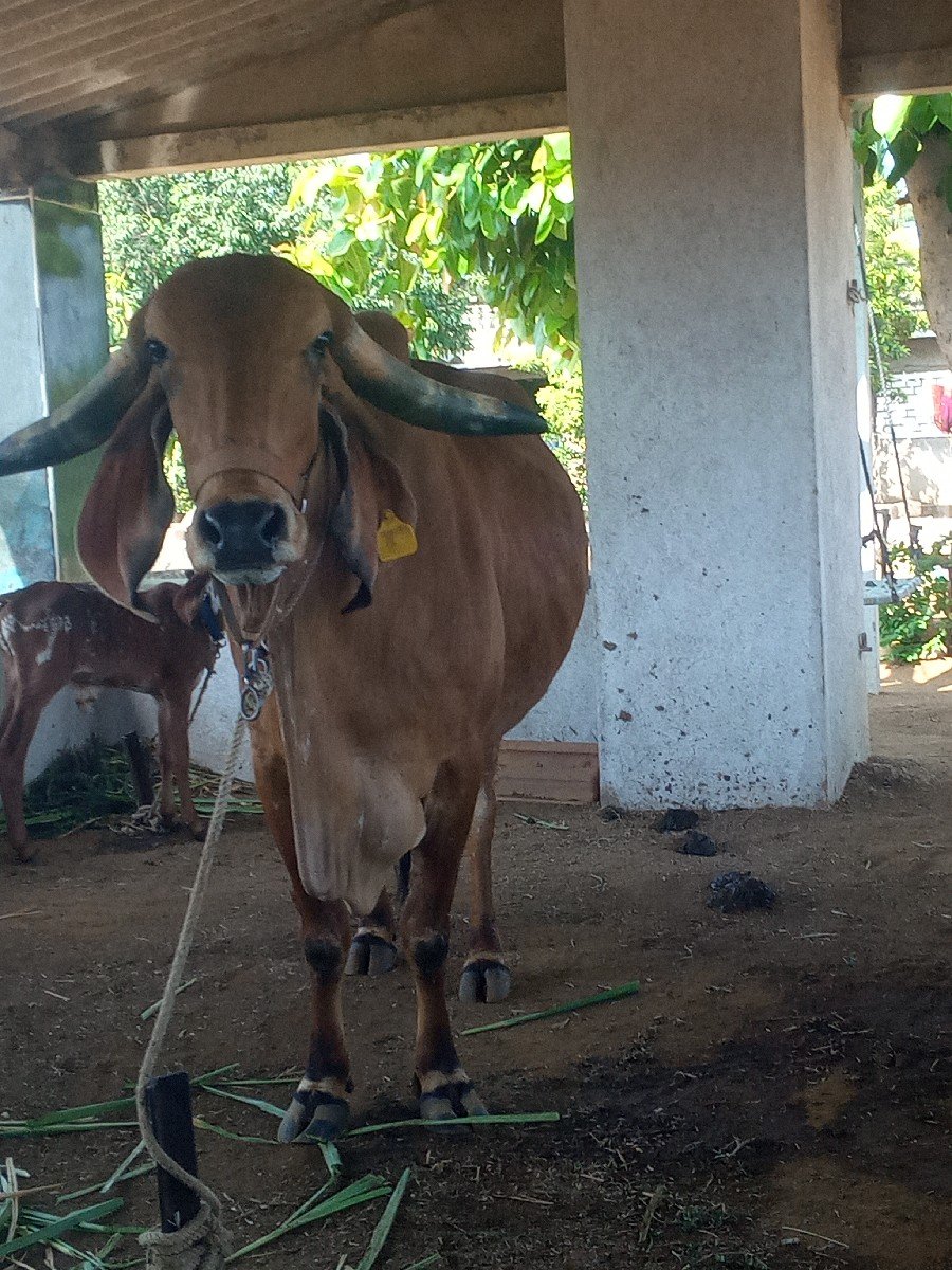 ગાય વેચવાની છે