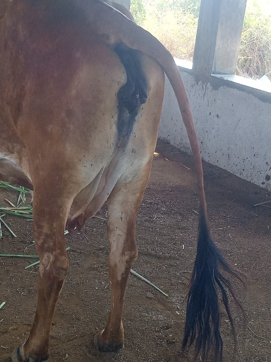 ગાય વેચવાની છે