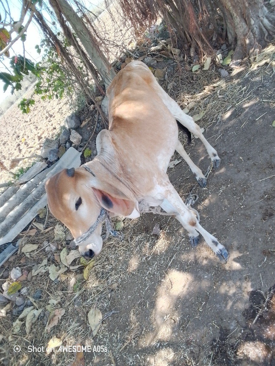 વાછડી વેચવાની છે