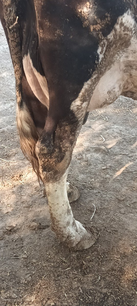 એચ. એફ. ગાય વેચવાની છે