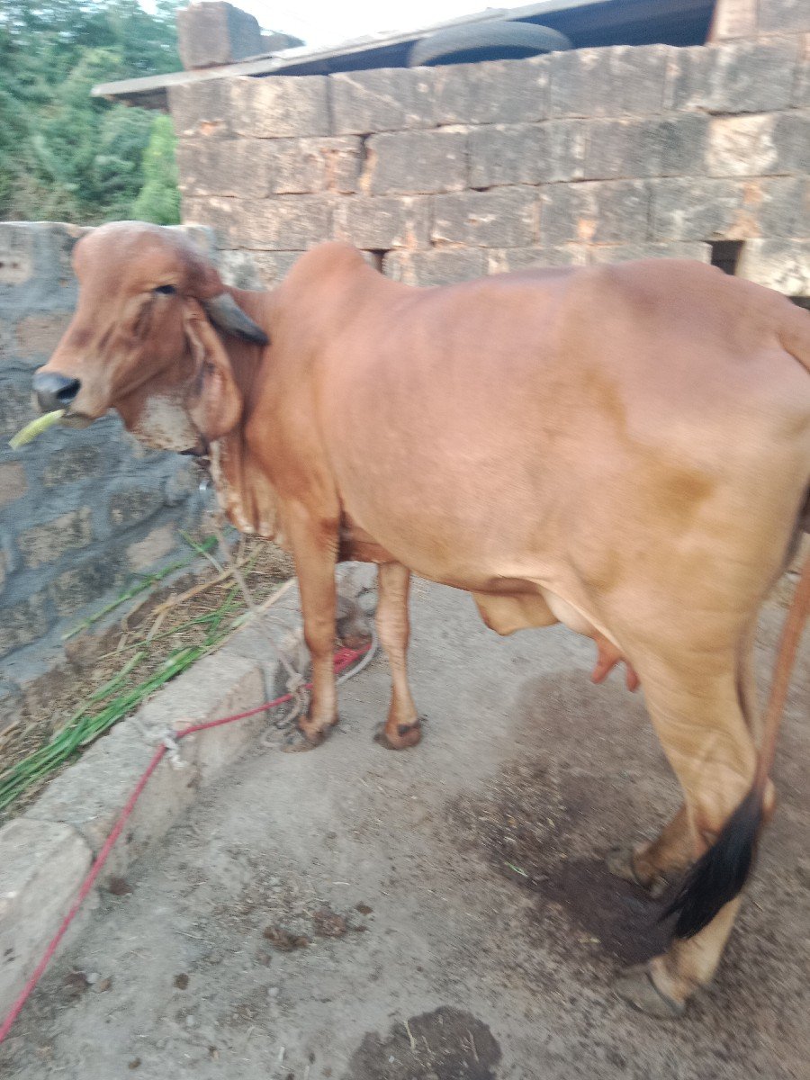 ગાય વેચવાની છે