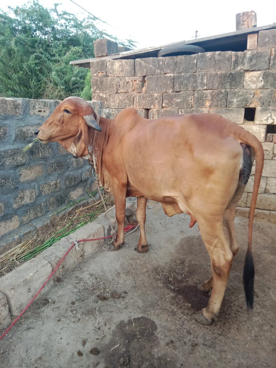 ગાય વેચવાની છે