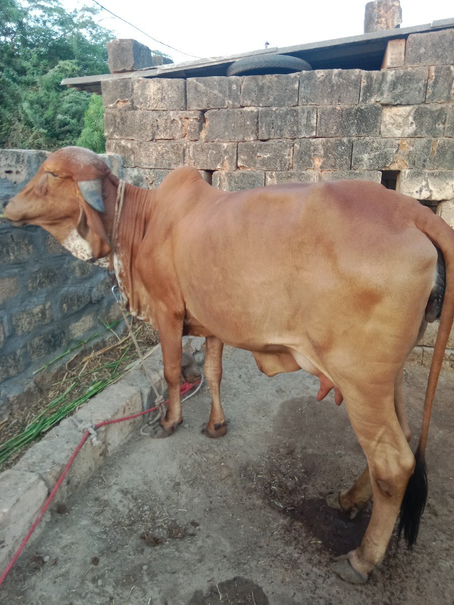 ગાય વેચવાની છે