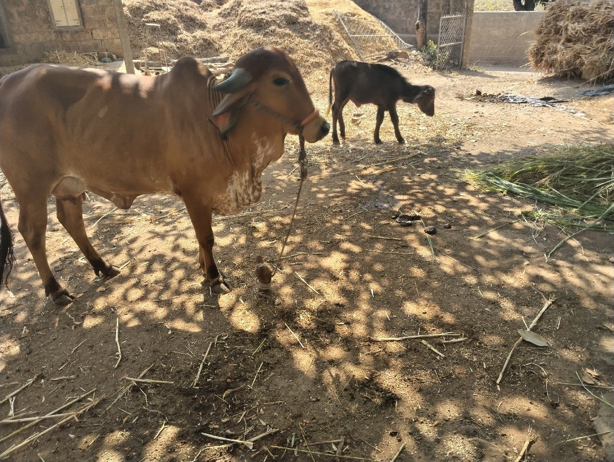 ગાય વેચવાની છે