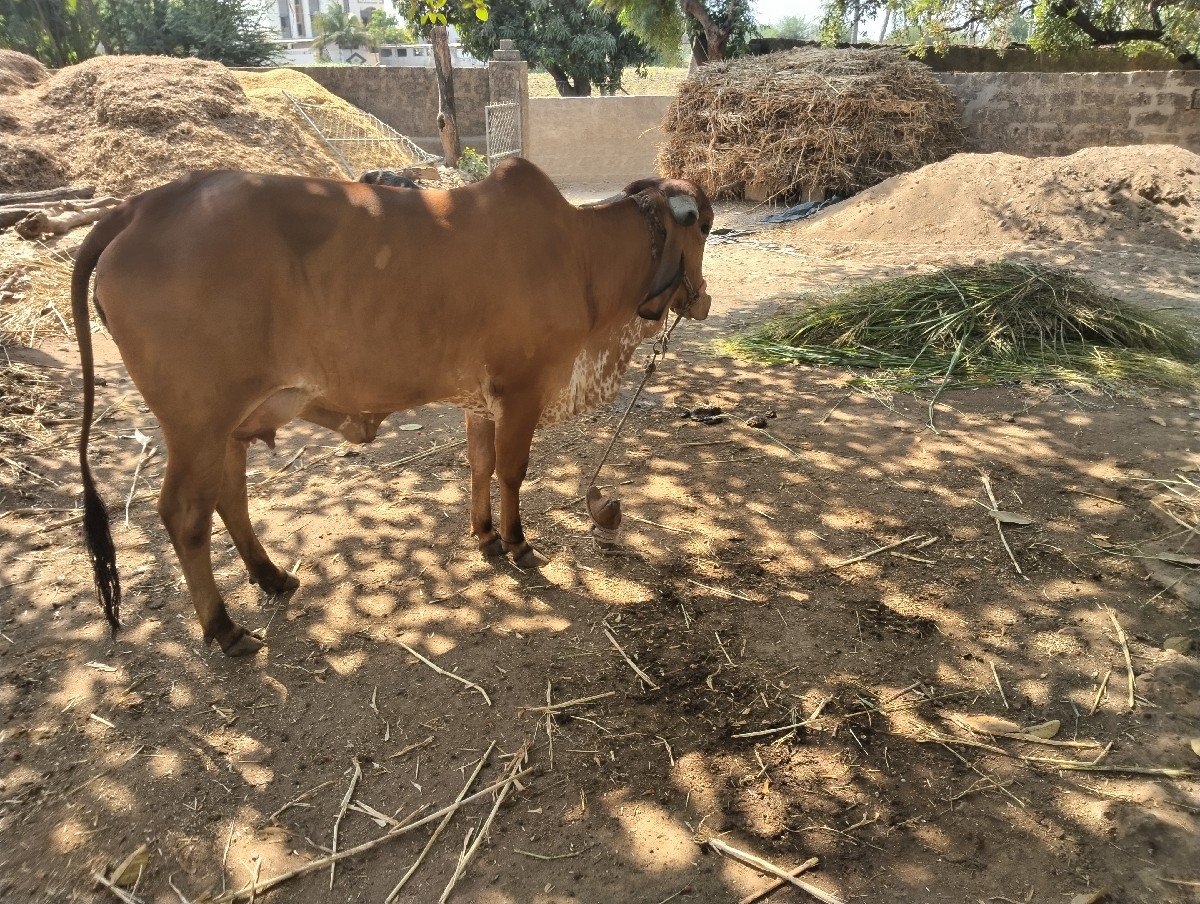 ગાય વેચવાની છે
