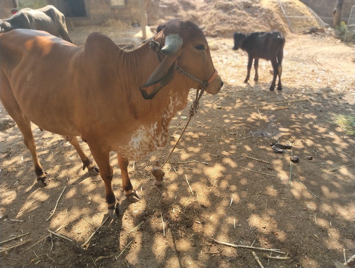 ગાય વેચવાની છે