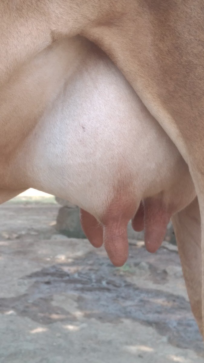ગીર હોડકી વેચવાની છે