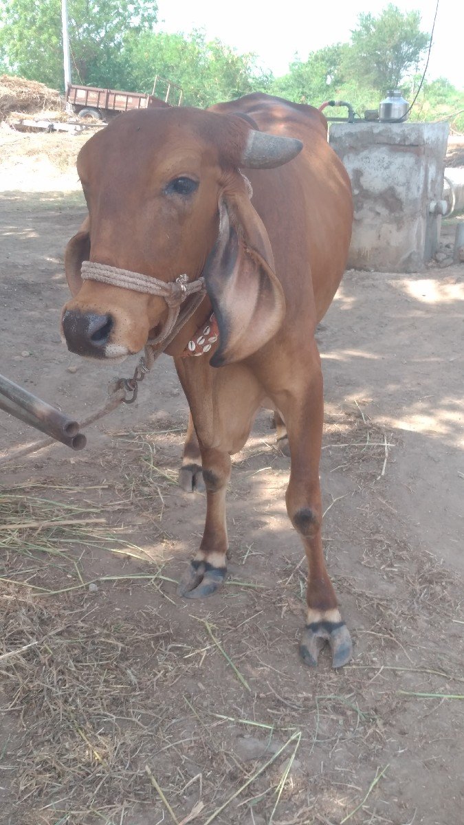 ગીર હોડકી વેચવાની છે