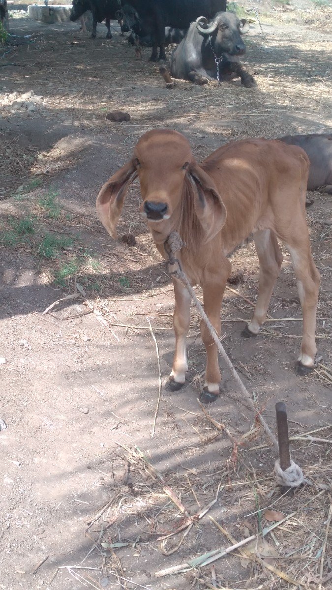 ગીર હોડકી વેચવાની છે