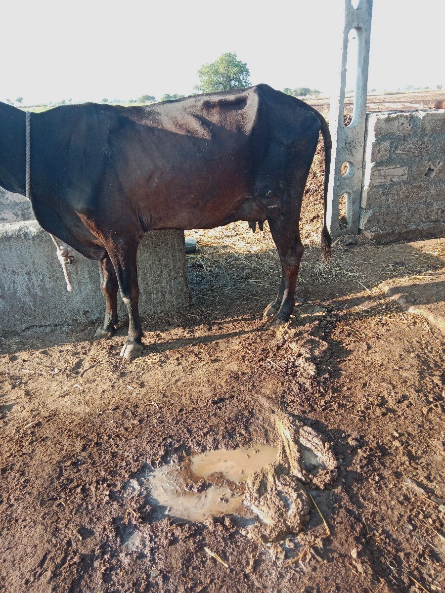 આબેકોસગાયુવેસવનીસેએકસારદીવસનીવી