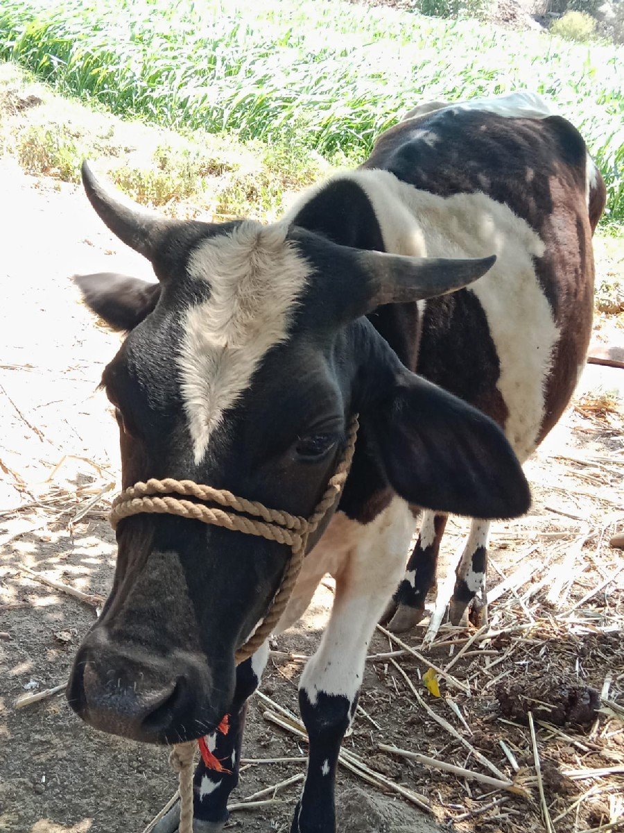 વાછડી વેચવાની છે