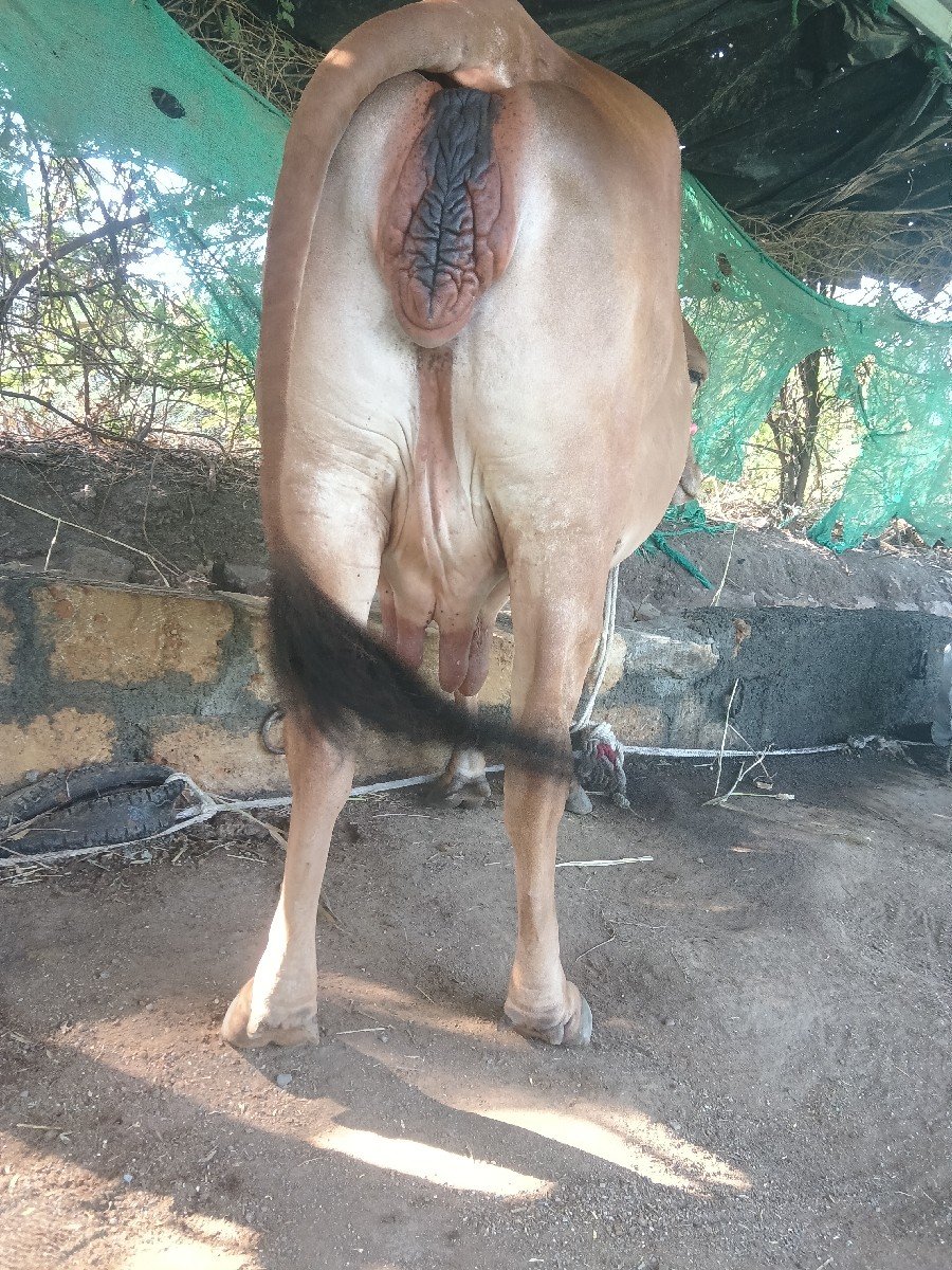 ગાય વેચવાની છે