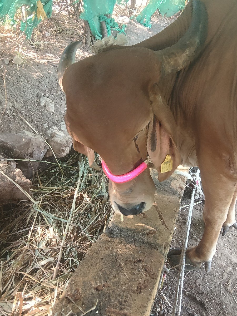 ગાય વેચવાની છે