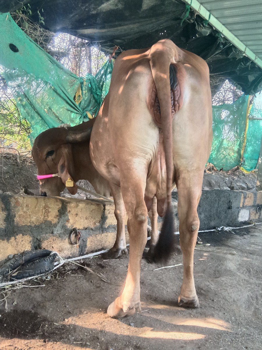 ગાય વેચવાની છે