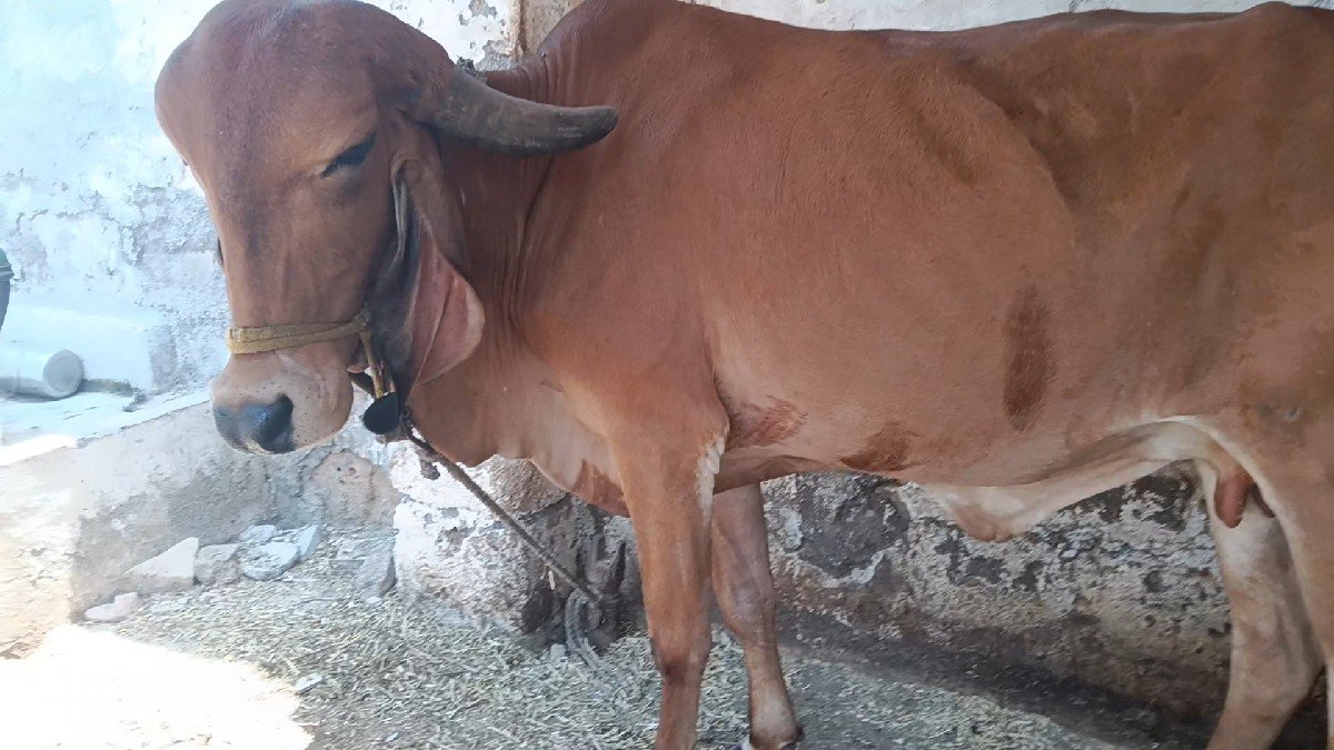 ગીર ગાય વેચવાની છે