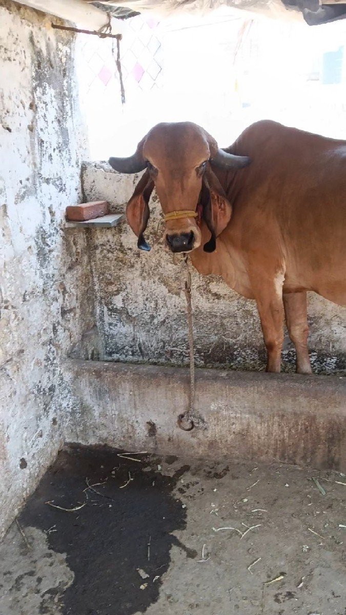 ગીર ગાય વેચવાની છે