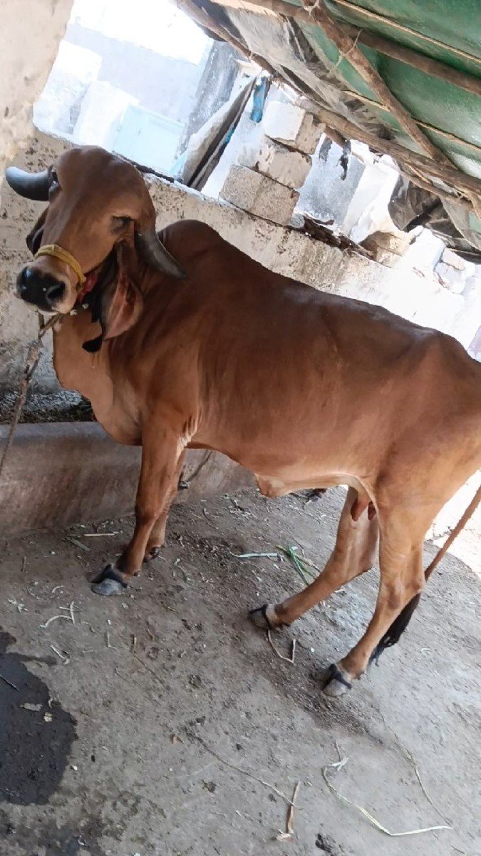 ગીર ગાય વેચવાની છે