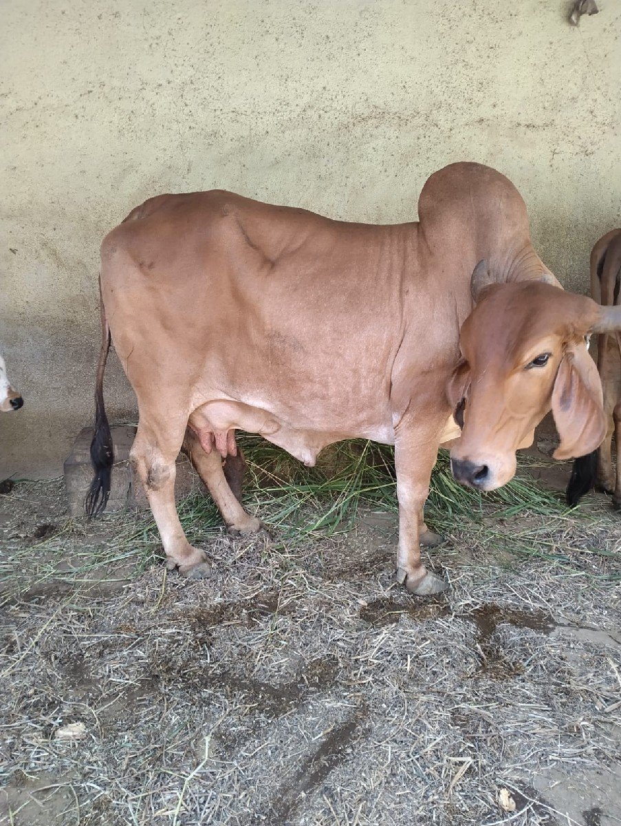 ગાય વેચવાની છે
