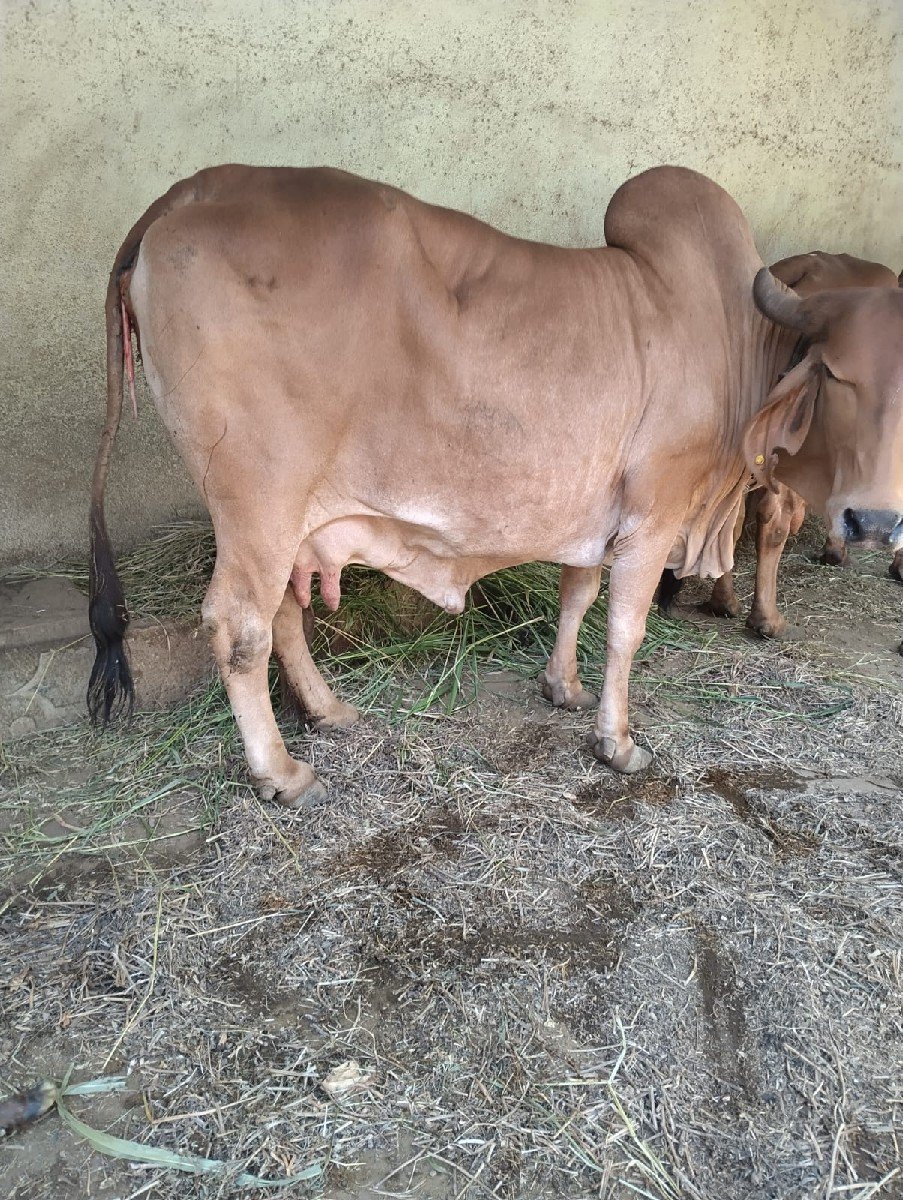 ગાય વેચવાની છે