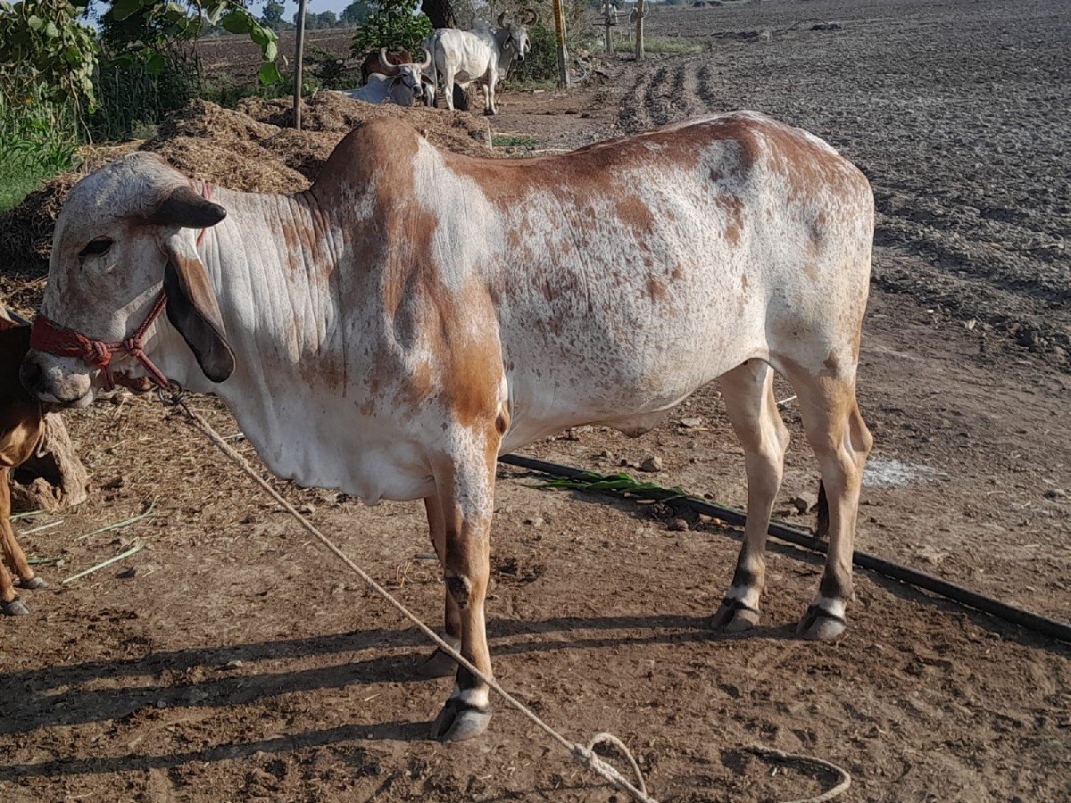 ગાય વેચવાની છે