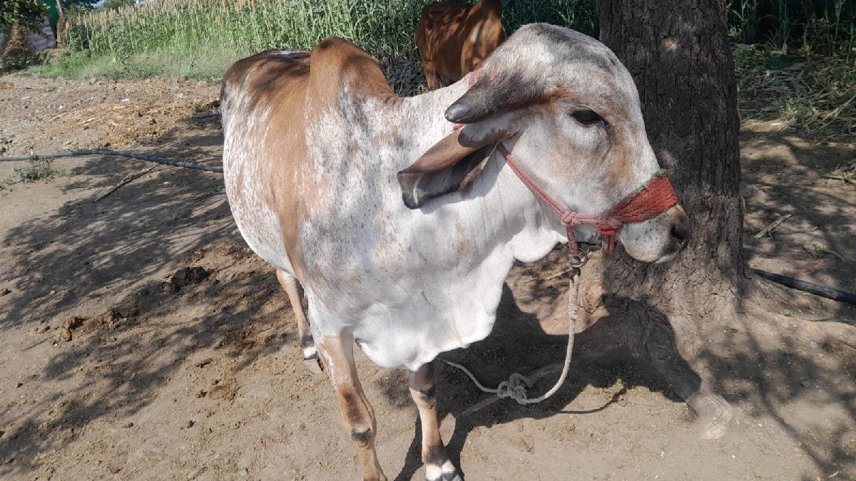 ગાય વેચવાની છે