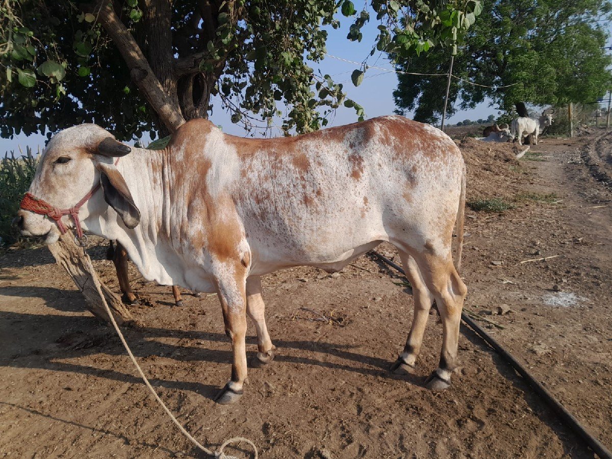 ગાય વેચવાની છે