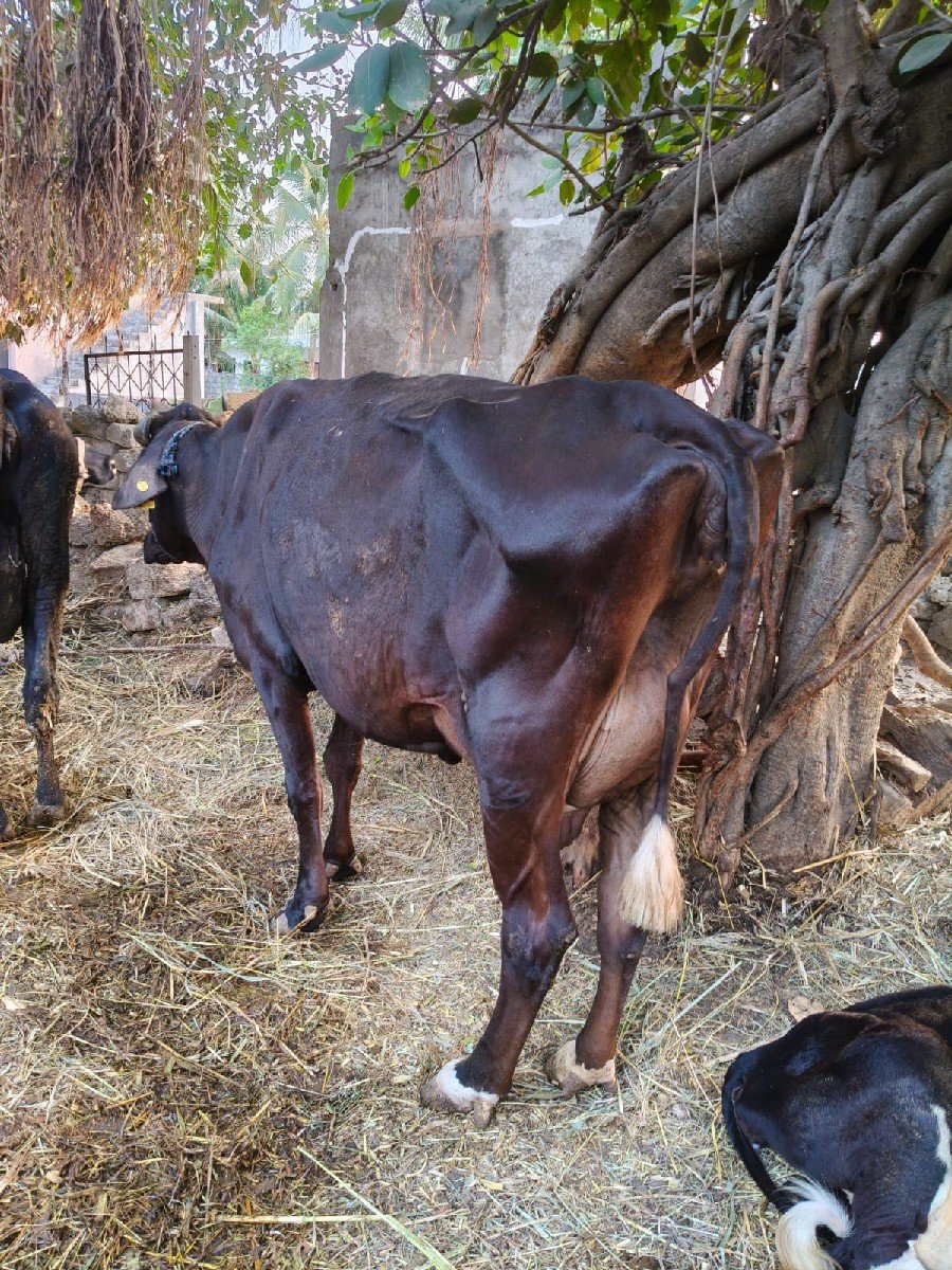 જર્સી ગાય વેચવાની છે
