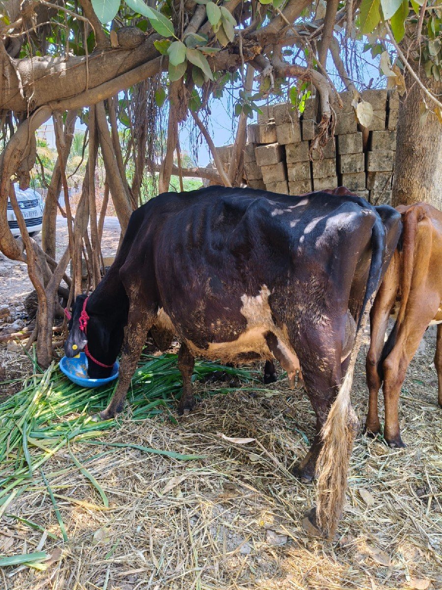 જર્સી ગાય વેચવાની છે